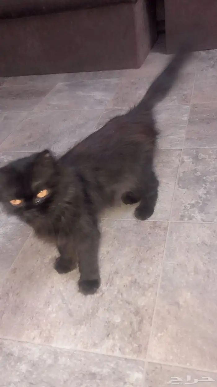 بسه للتبني 0