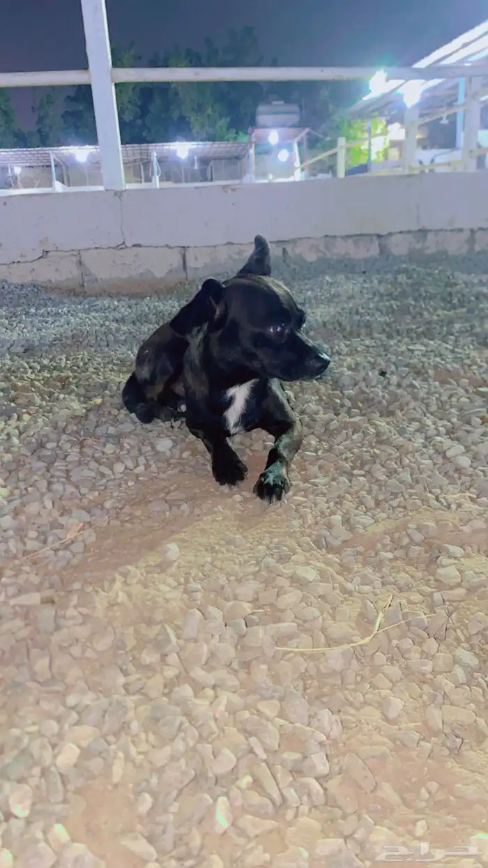 كلب شيواوا قزم جدا 0