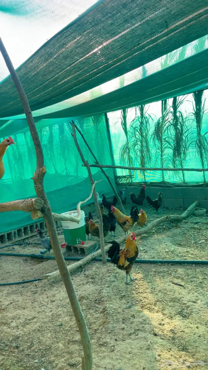 دجاج و ديوك بلدي 0