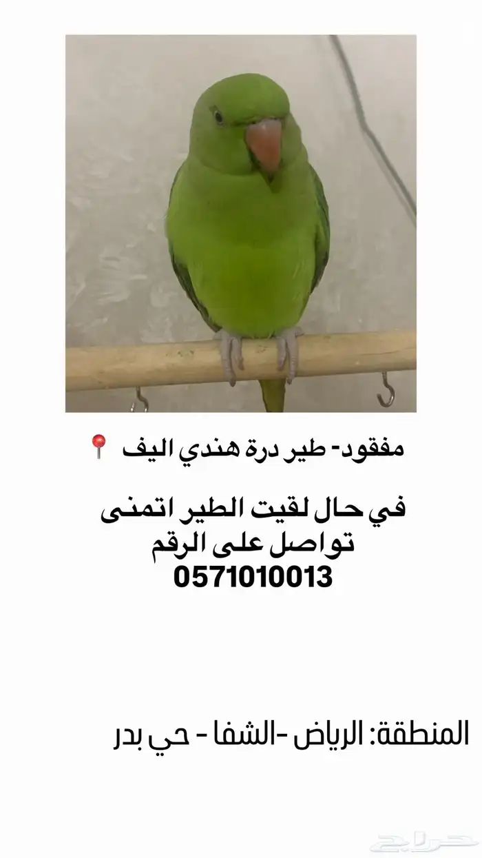 طائر درة هندي مفقود في الشفا حي بدر الرياض 0