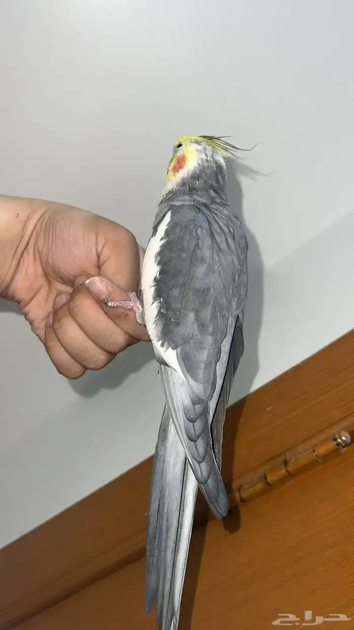 كروان كوكتيل 1