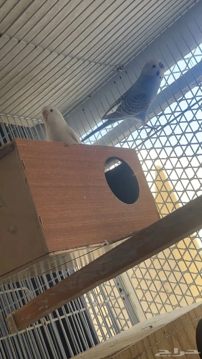 زوجين طيور الحب منتجه للبيع 0