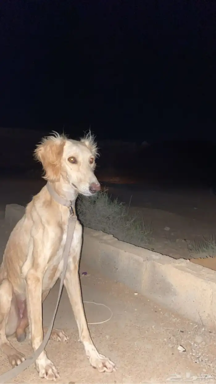 سلوقي ذكر احمر اريش 2