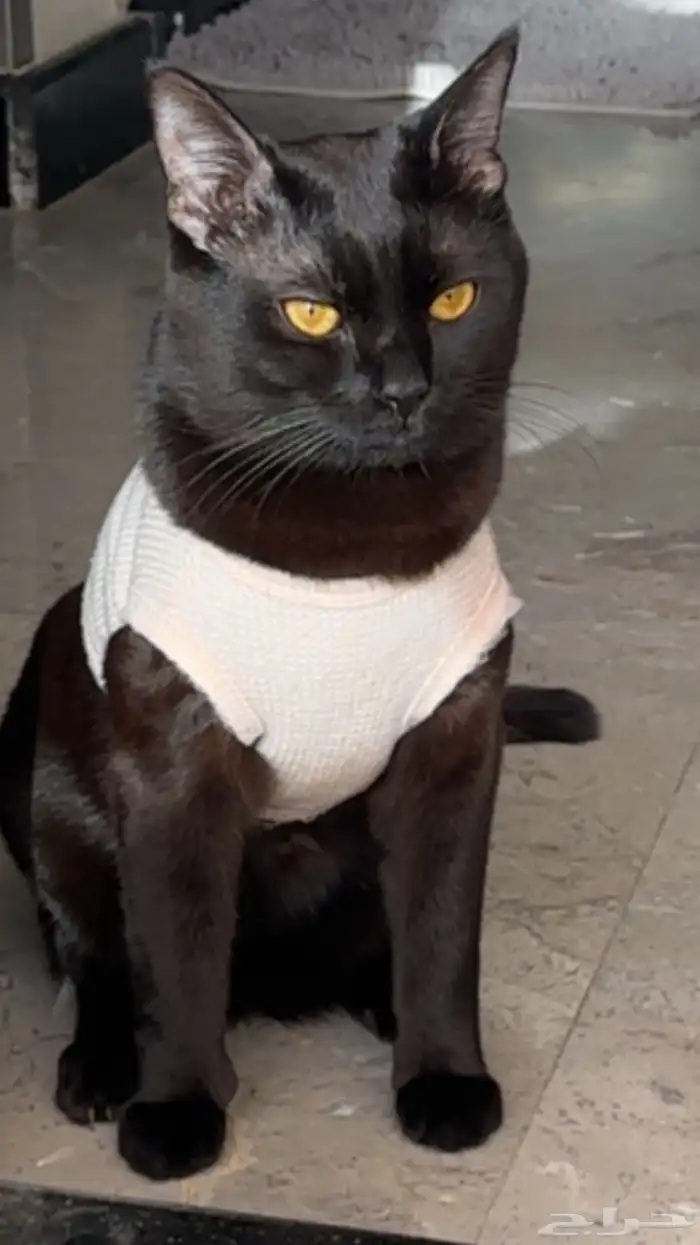 قط اسود للتبني 3