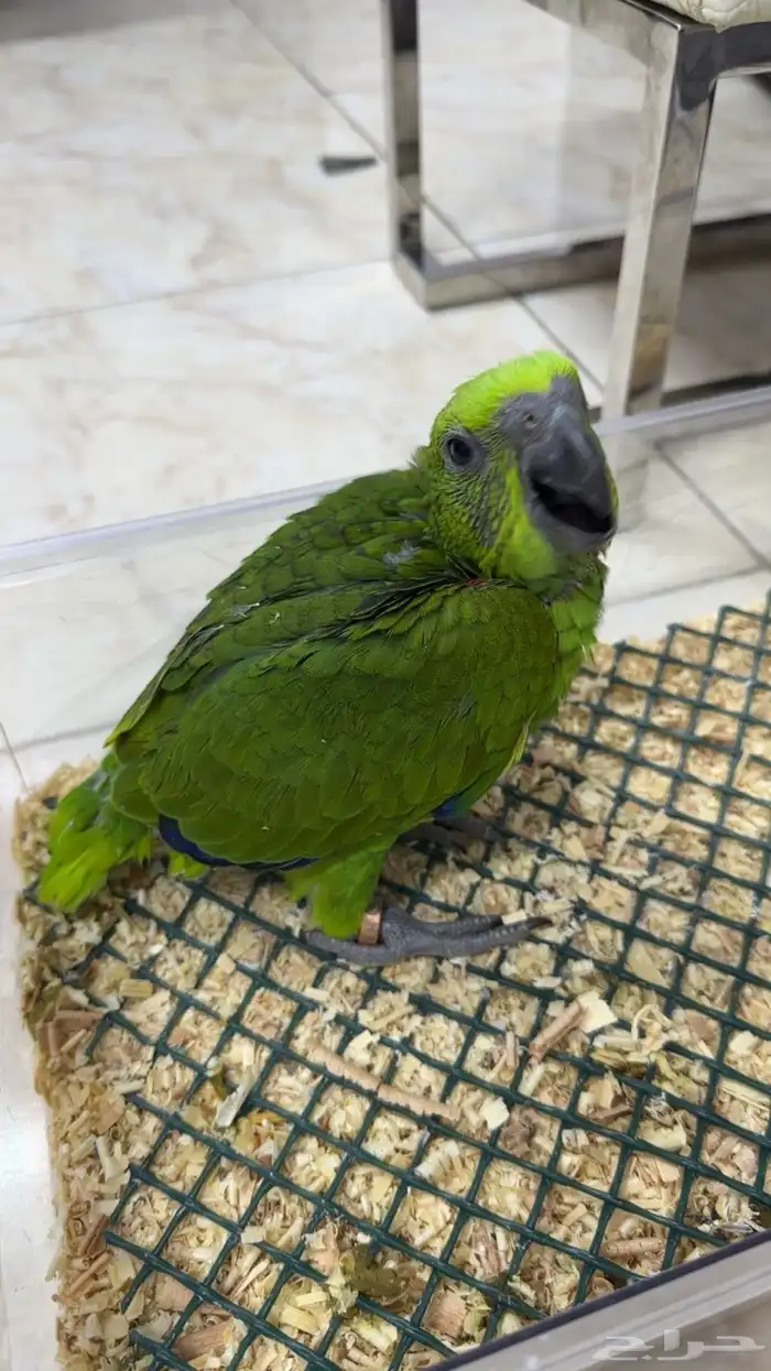 فرخ يلوناب بيور 2