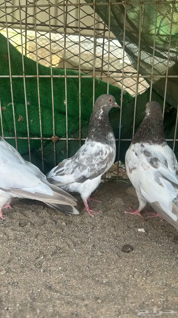 حمام تيدي بيور للبيع 9