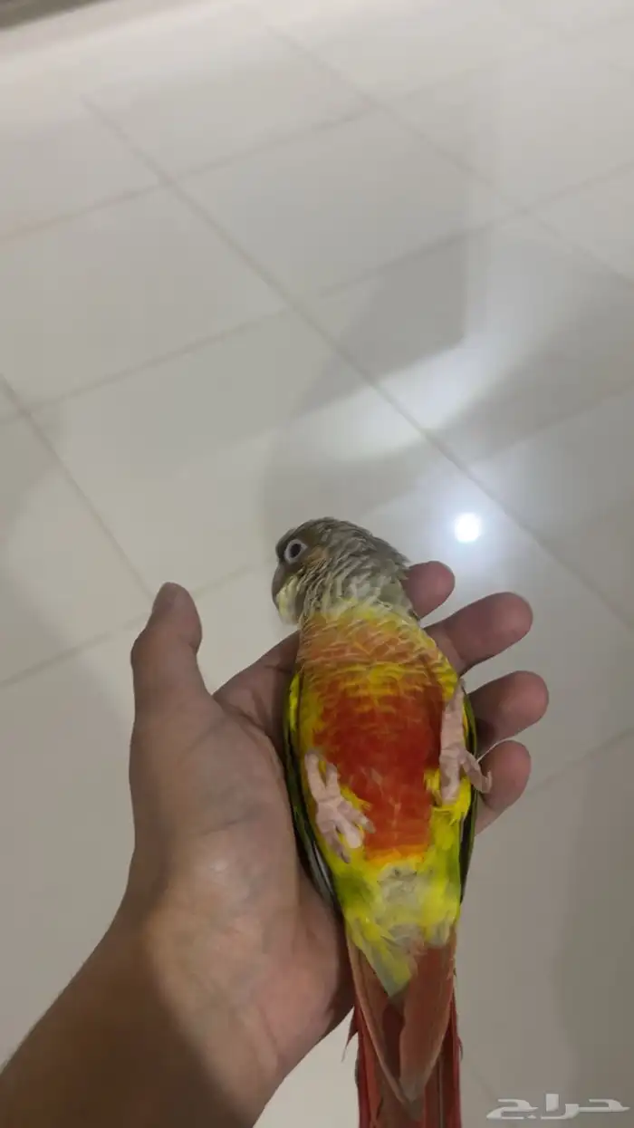 ببغاء كنيور اناناس وقفصين 0
