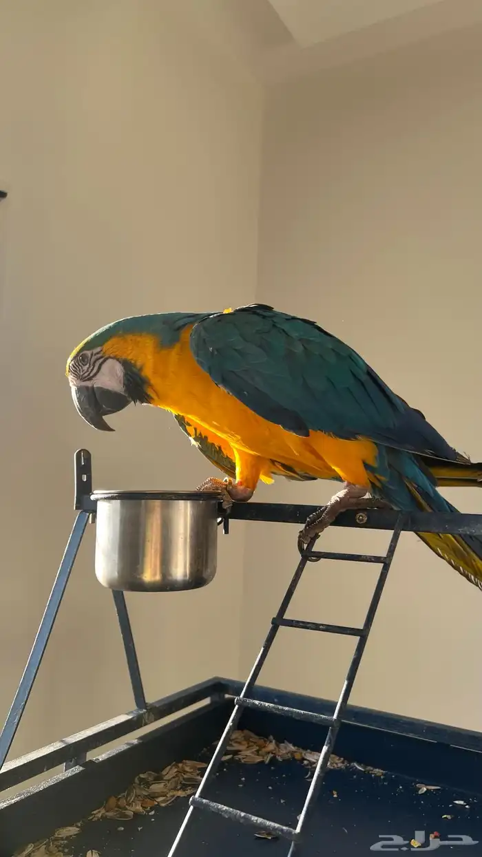 ببغاء مكاو بلو اند قولد اليف هدد 1