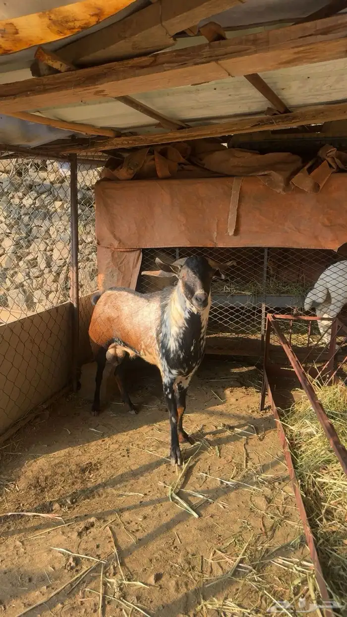 تيس فحل اوشح ادهم 0