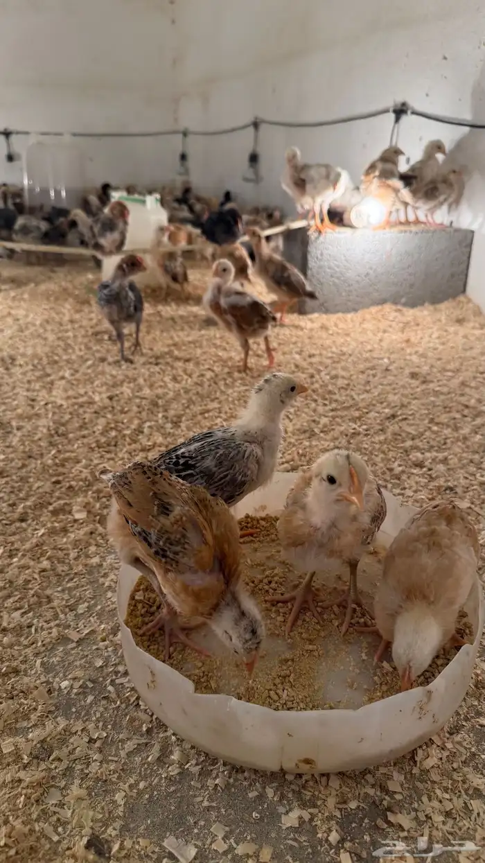 فروخ دجاج للبيع 3