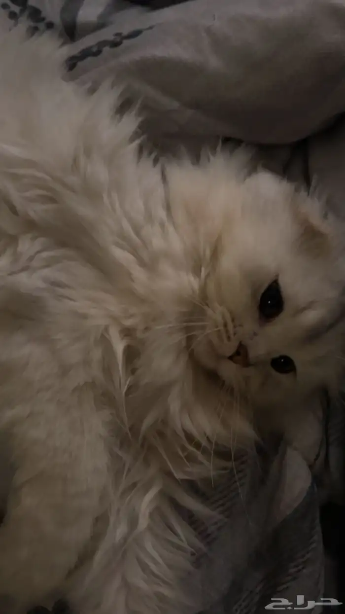 قطه للتبني 0