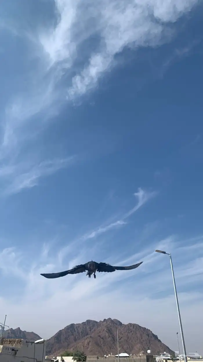 للبيع كروان وايت فيس هدد خارجي نهايت غر 2