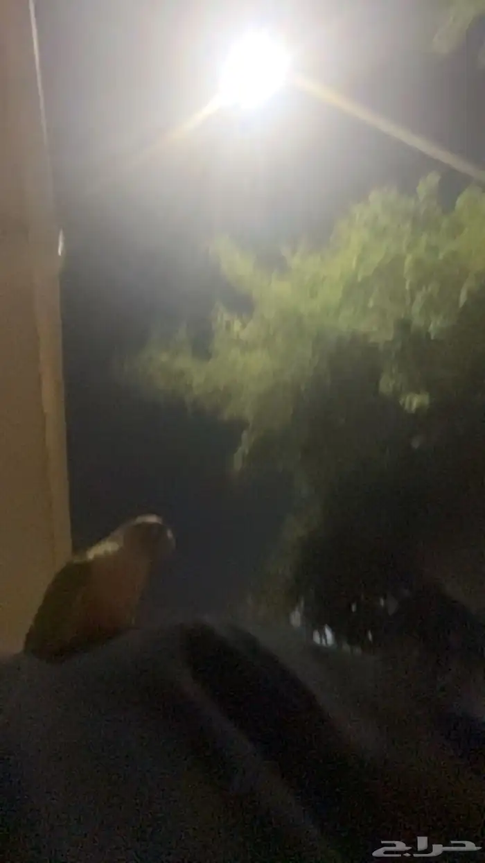 كنيور أناناس 5