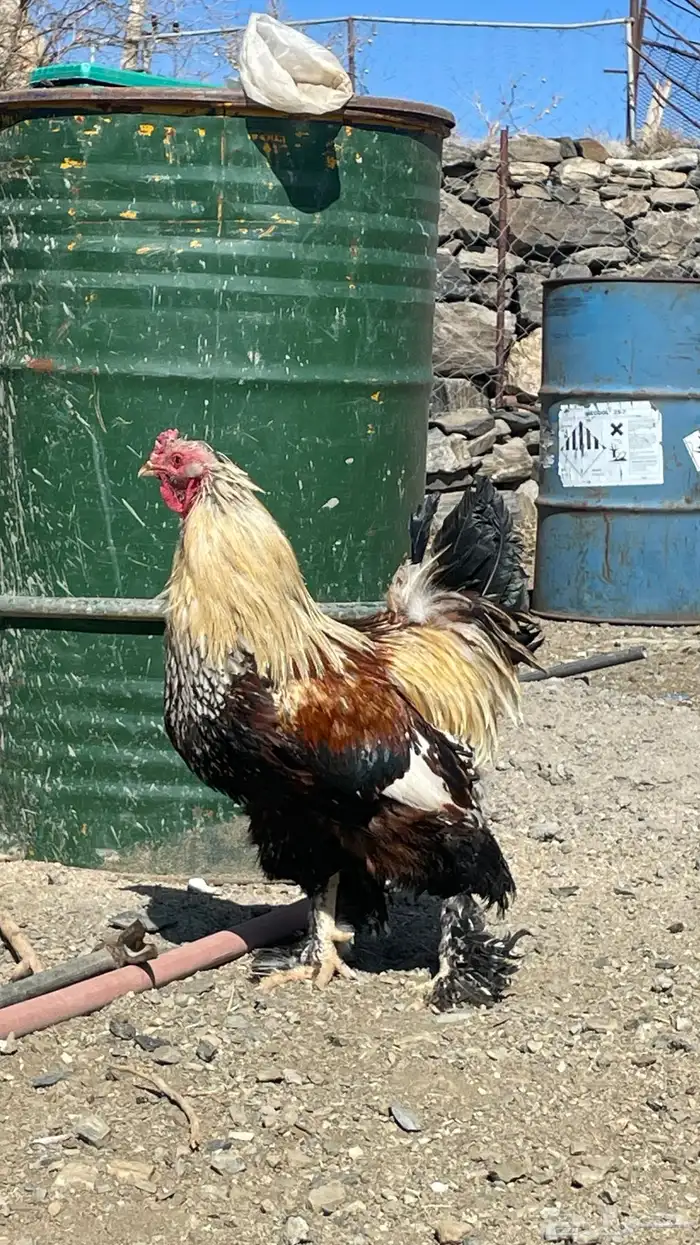 دجاج براهم 0