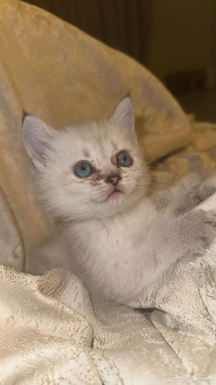 قطط سكوتش للبيع 3