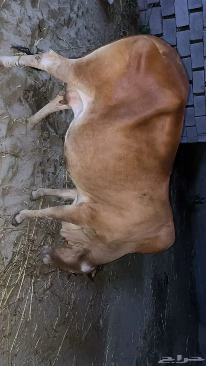 بقره للبيع 1