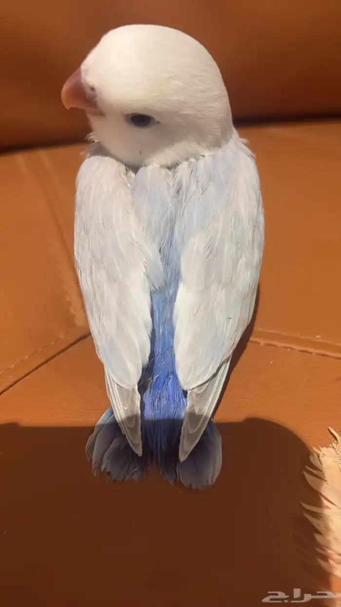 روز اليف جدا 1