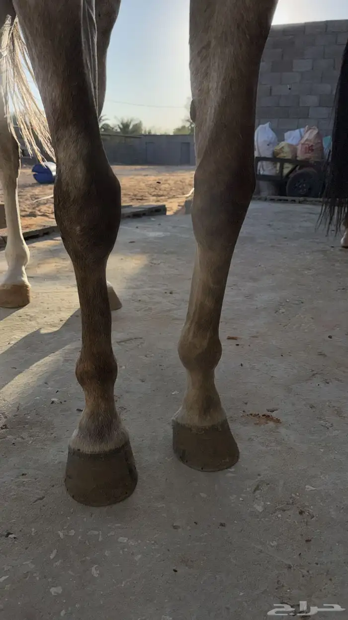 حصان صرعة عربي اصيل ابن مستند الخالدية 19