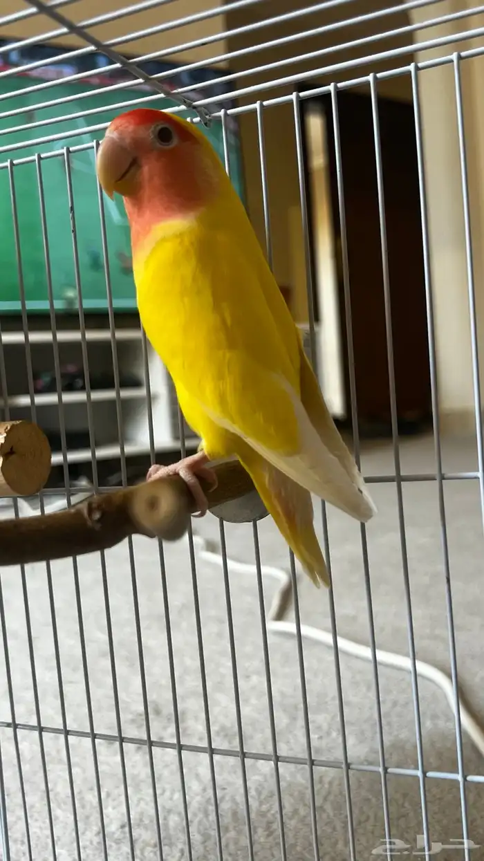 روز للبيع 3 3