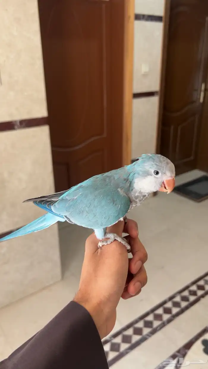 ببغاء كويكر اليف وهدد ومتكلم 1