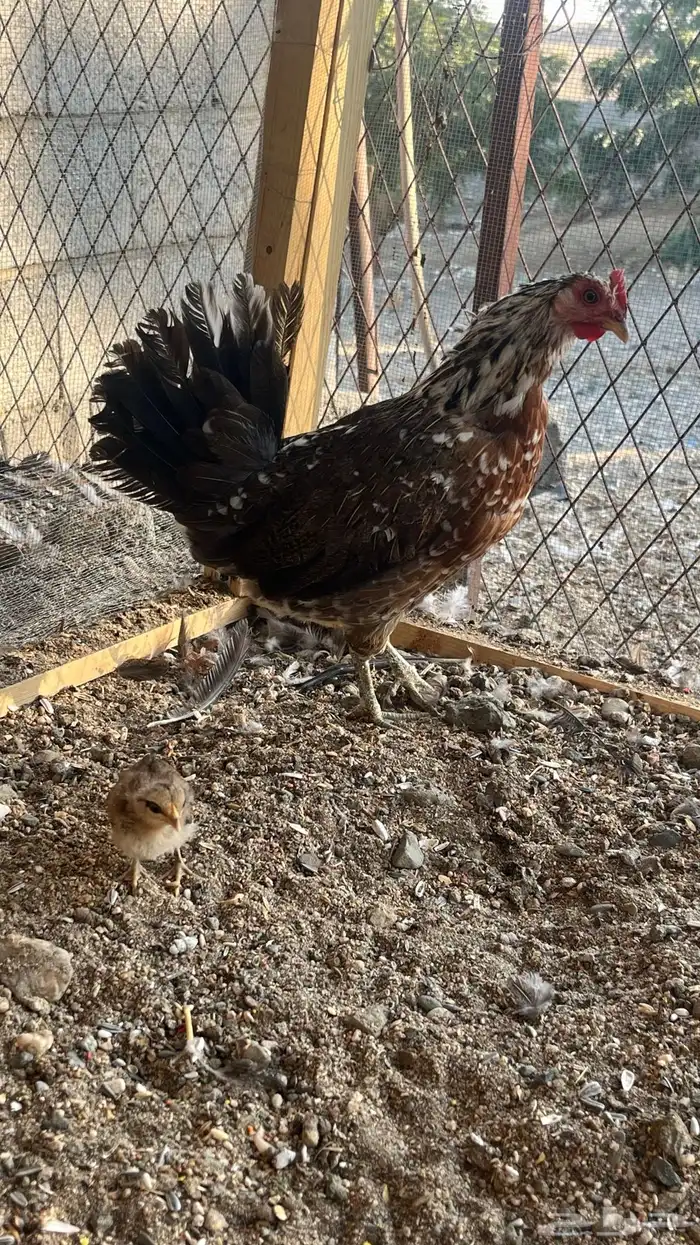 دجاج ماكنتوش 2