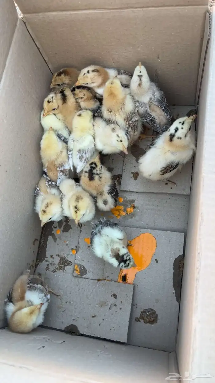 يوجد لدي دجاجه عليه 17 فرخ و 14 بيضه 4