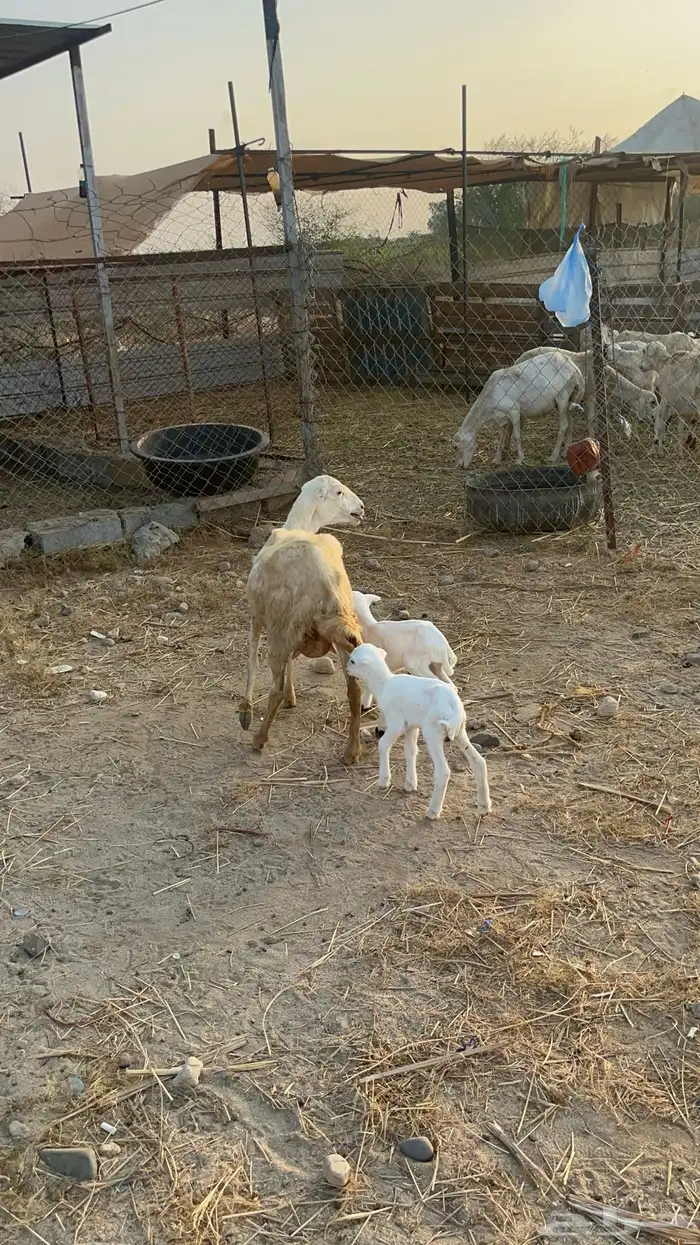 نعجه منتوج متاومه 3