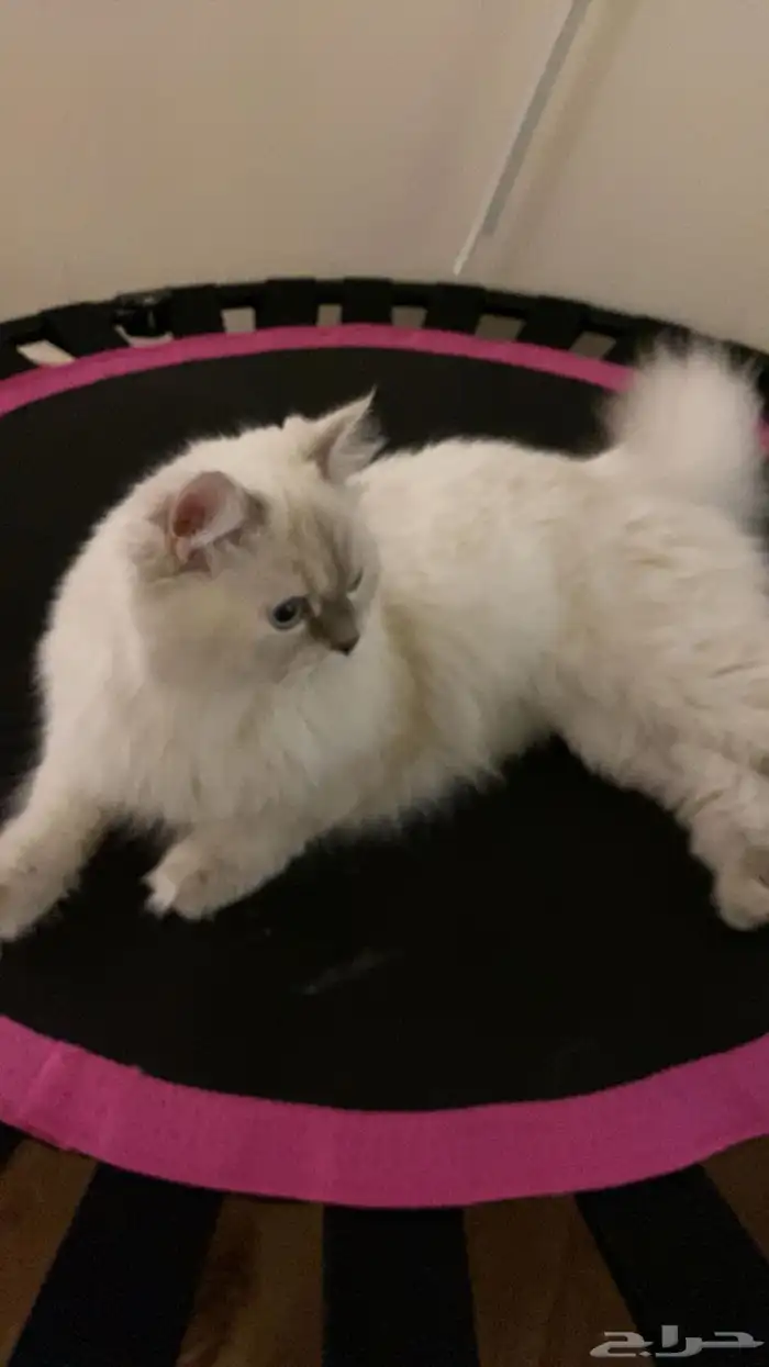 قطط للتبني 1