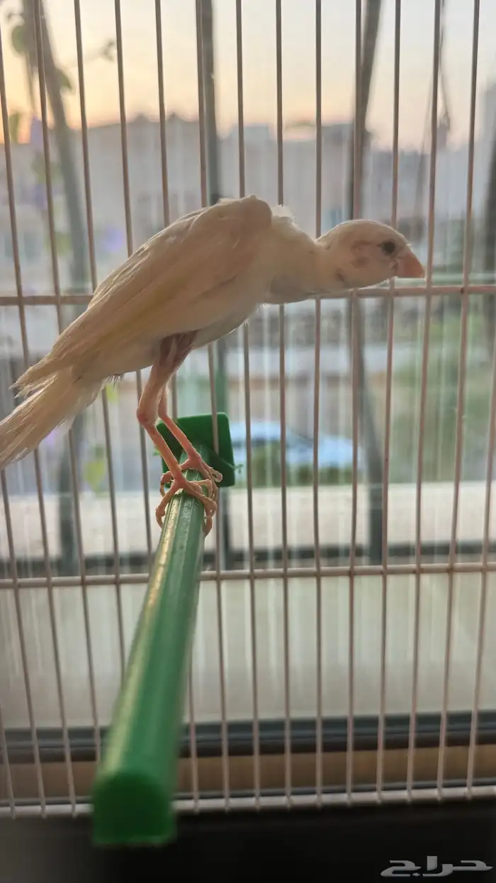 ذكر كناري كوبرا 0