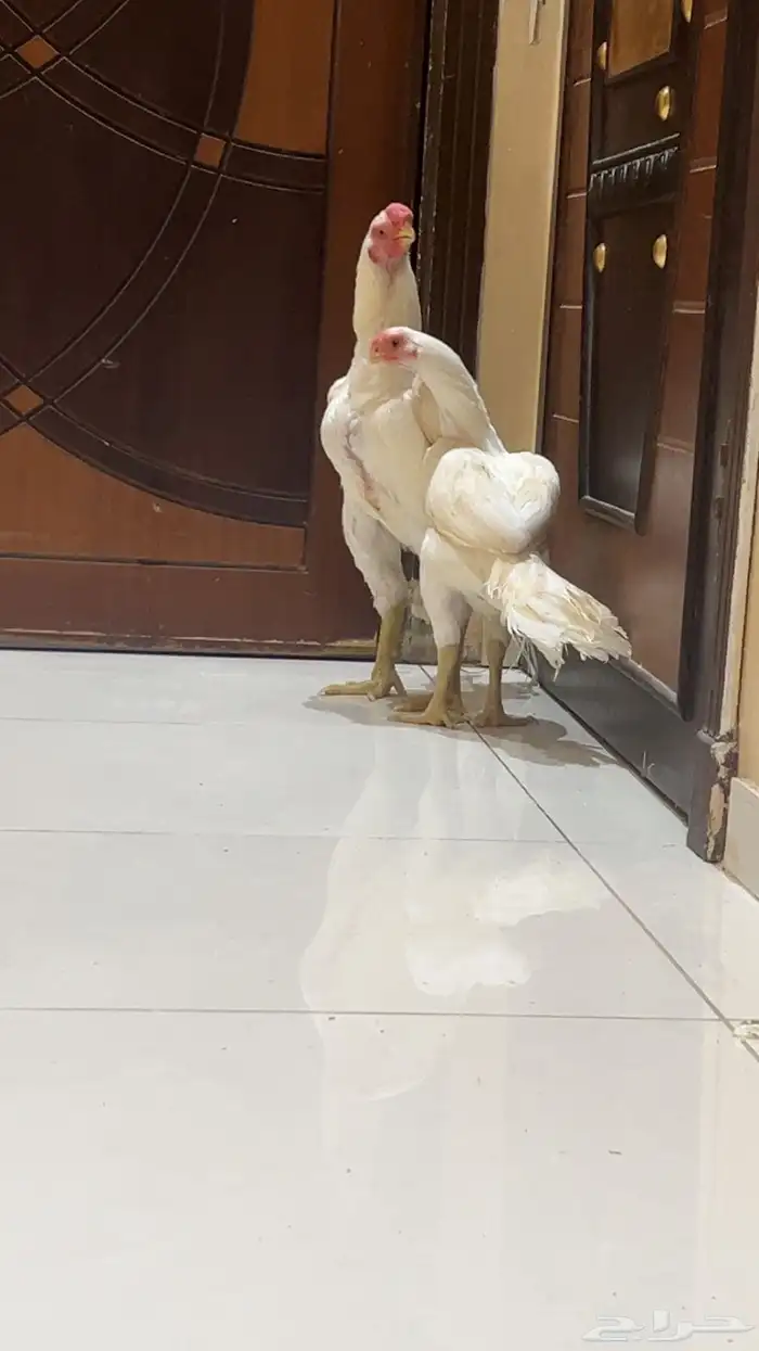 جوز اذناب الهند نوادر فاخر جدا ماشاءالله تبارك الرحمن 1