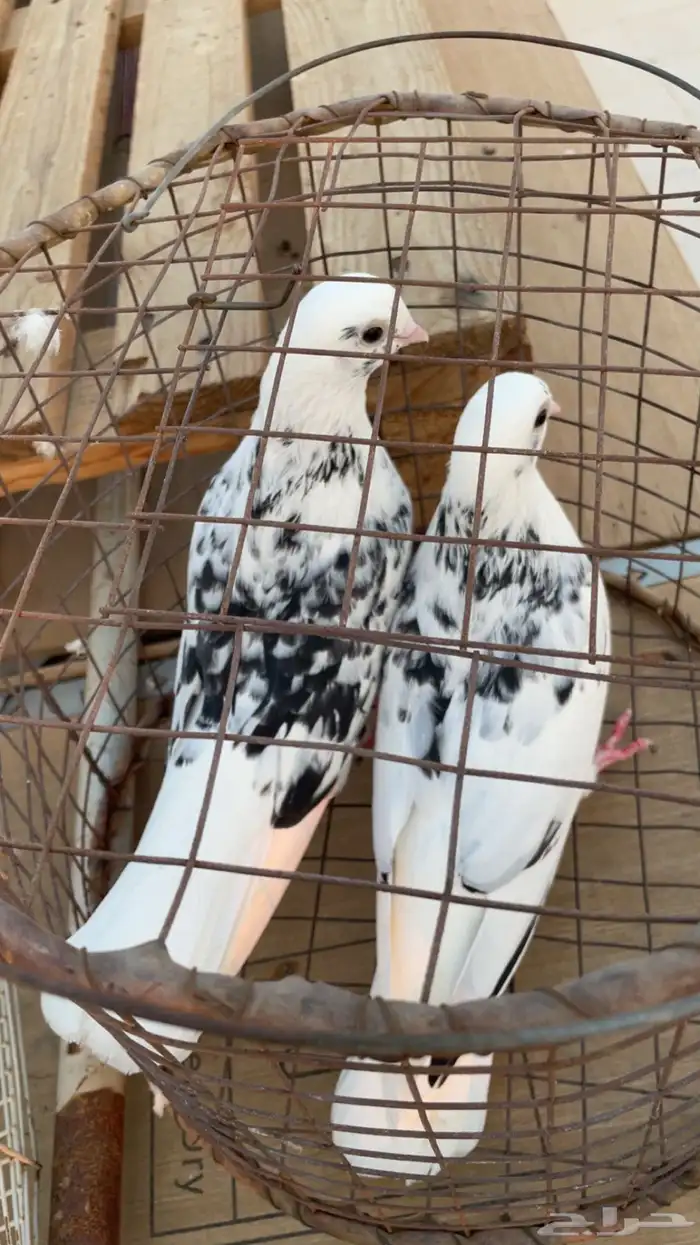 حمام قطيفي 1