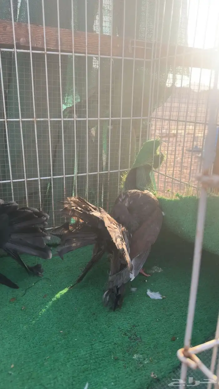 رقاص هولندي فناتيل 1