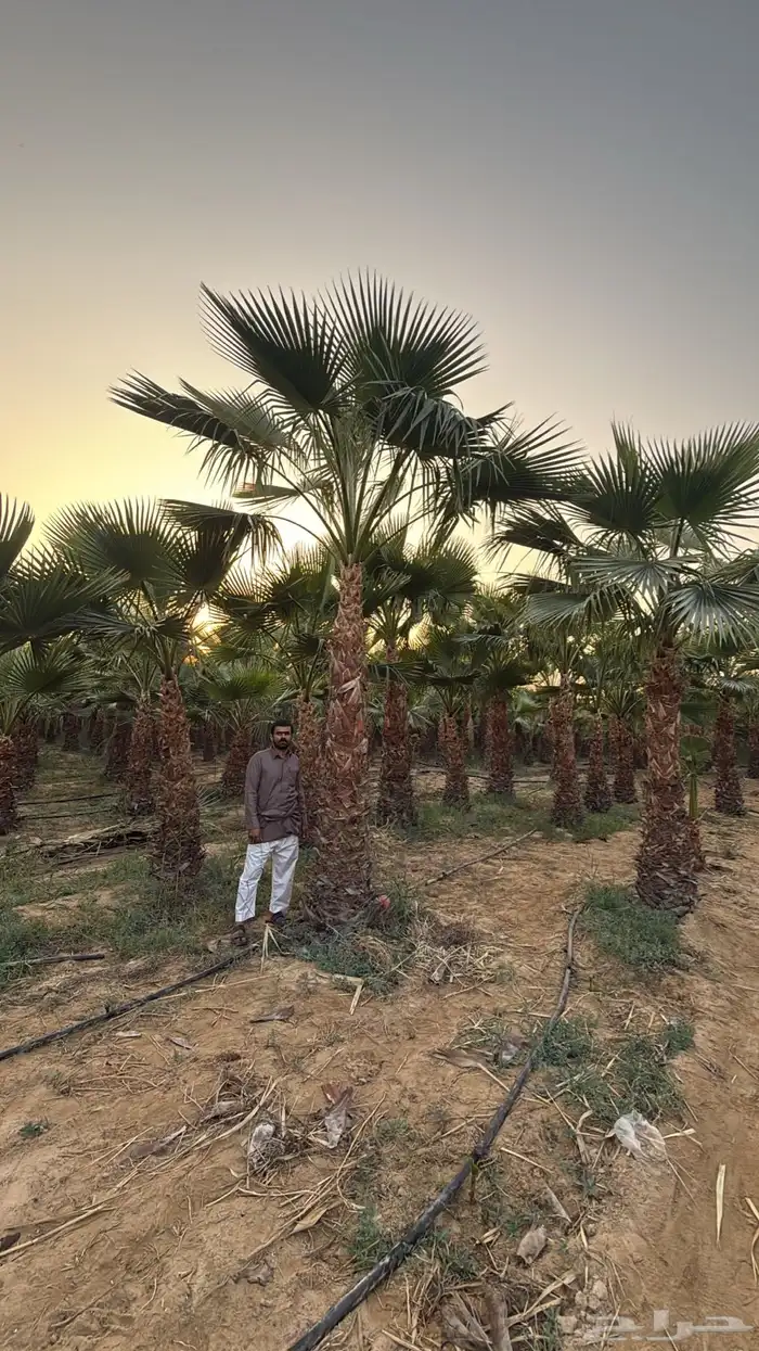 نخل واشنطني بجميع المقاسات 0
