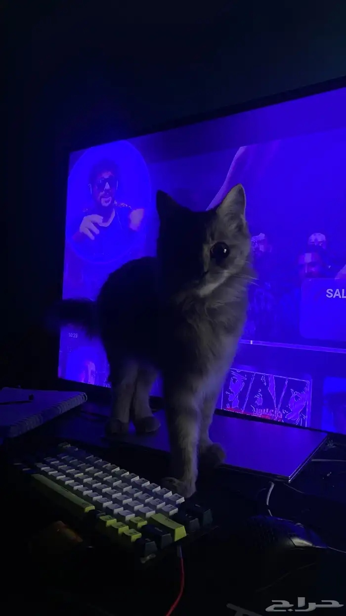 قطه شيرازي 2