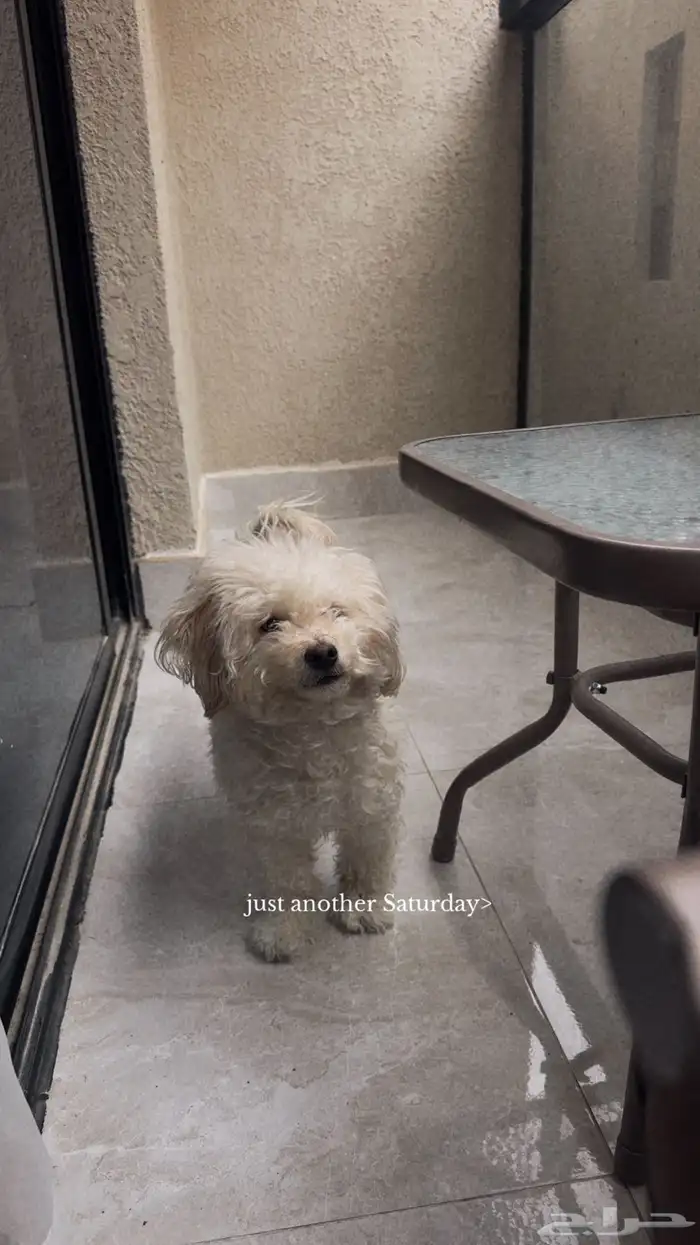 كلب انثى للبيع 0