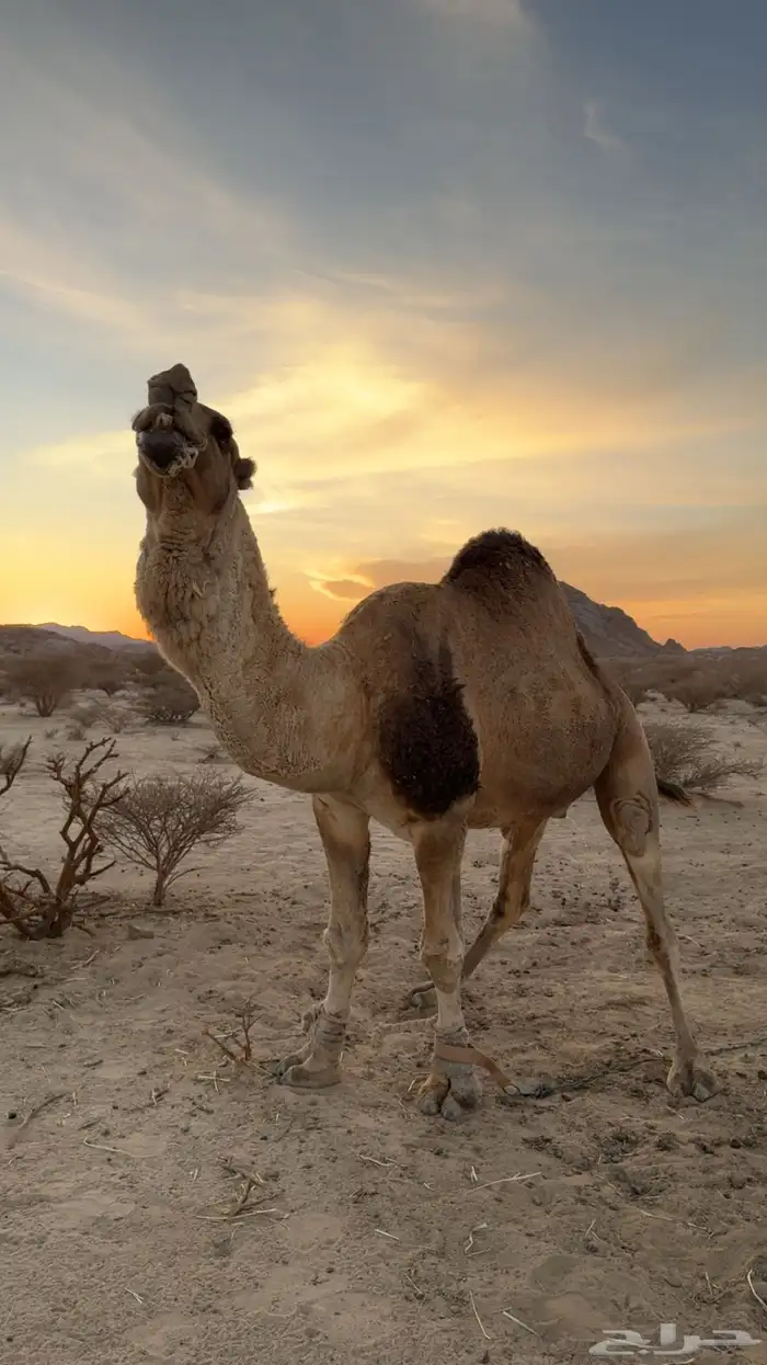 بعير فحل كفو 0