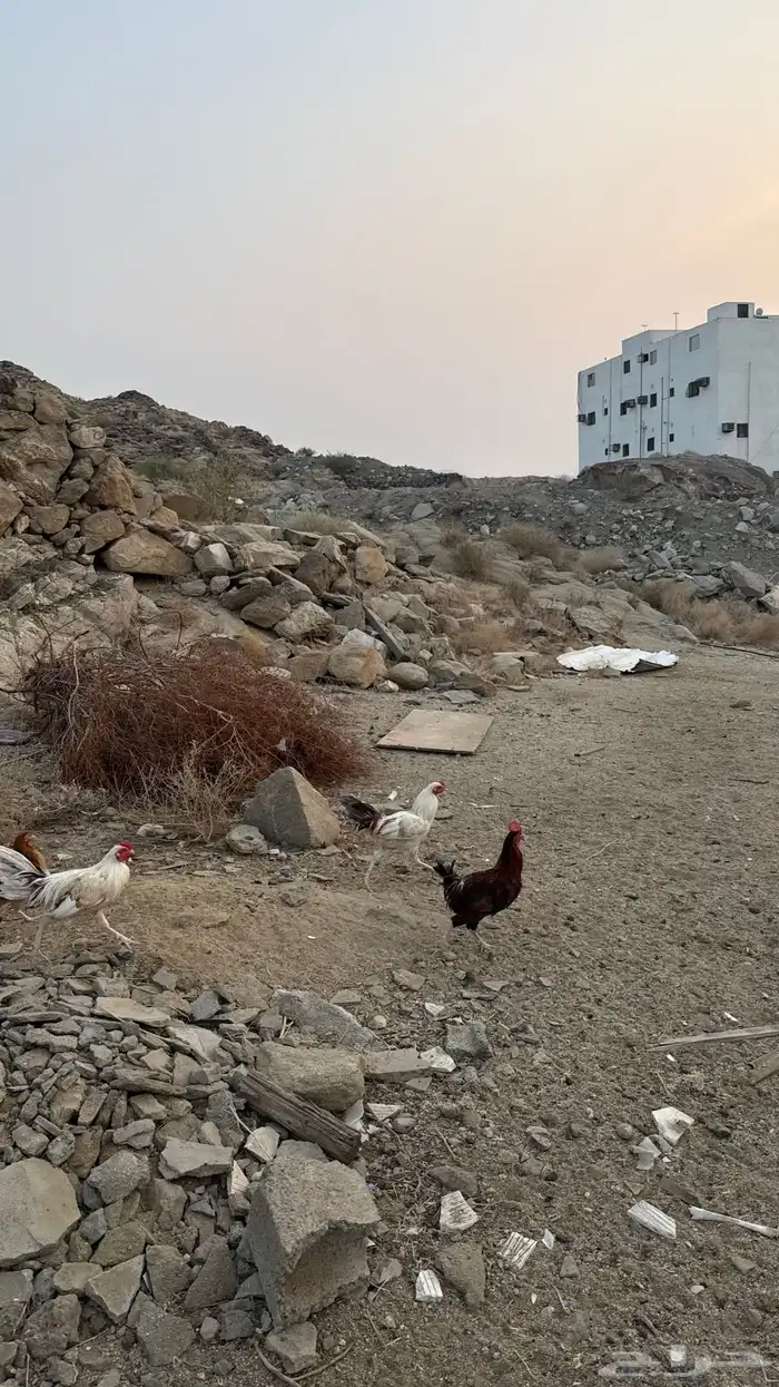 ديوكة بلدي 2