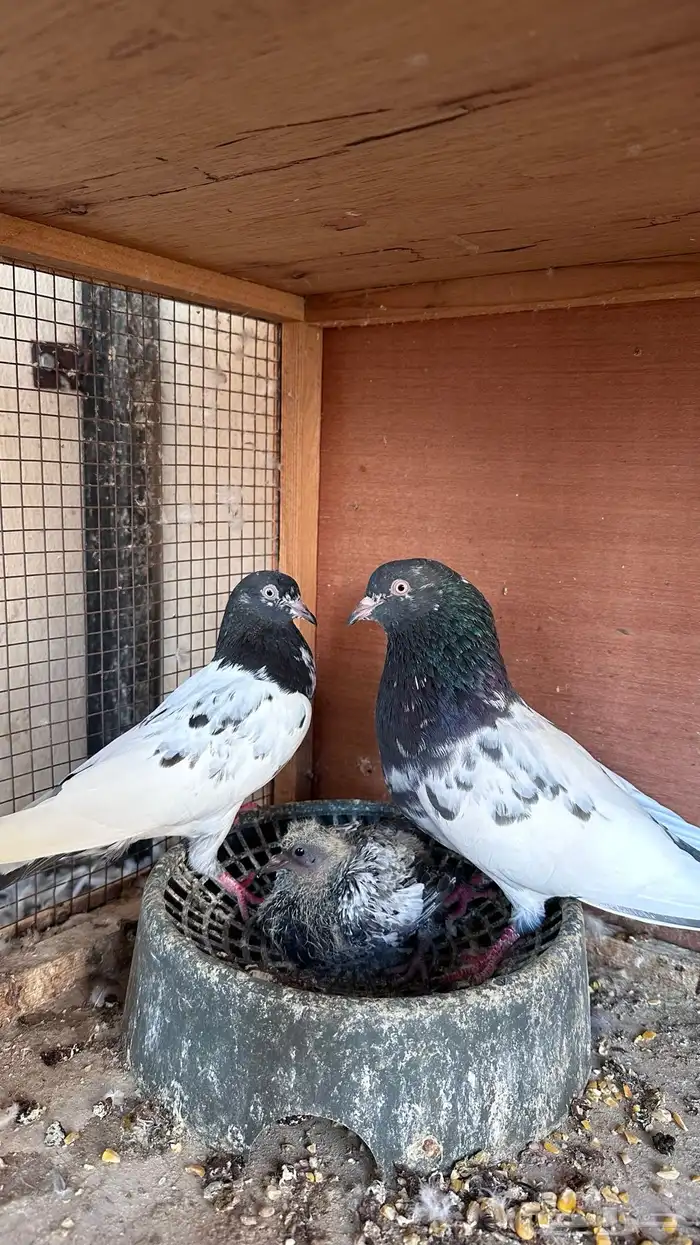 حمام باكستاني 0