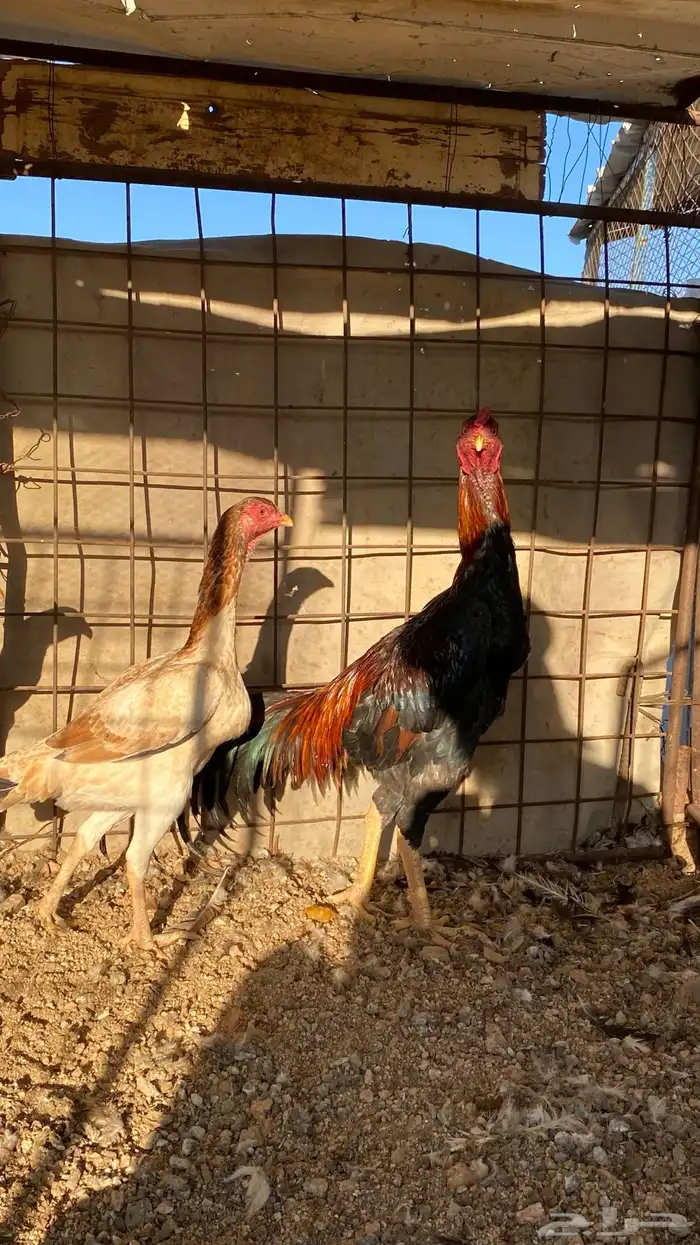 ديك ودجاجه شامو ياباني 1