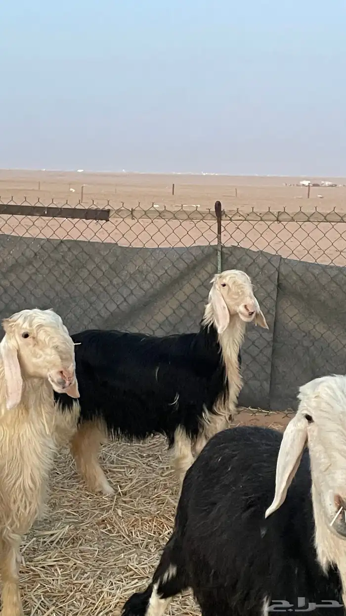 خروف ورخل نجديات صنف 1