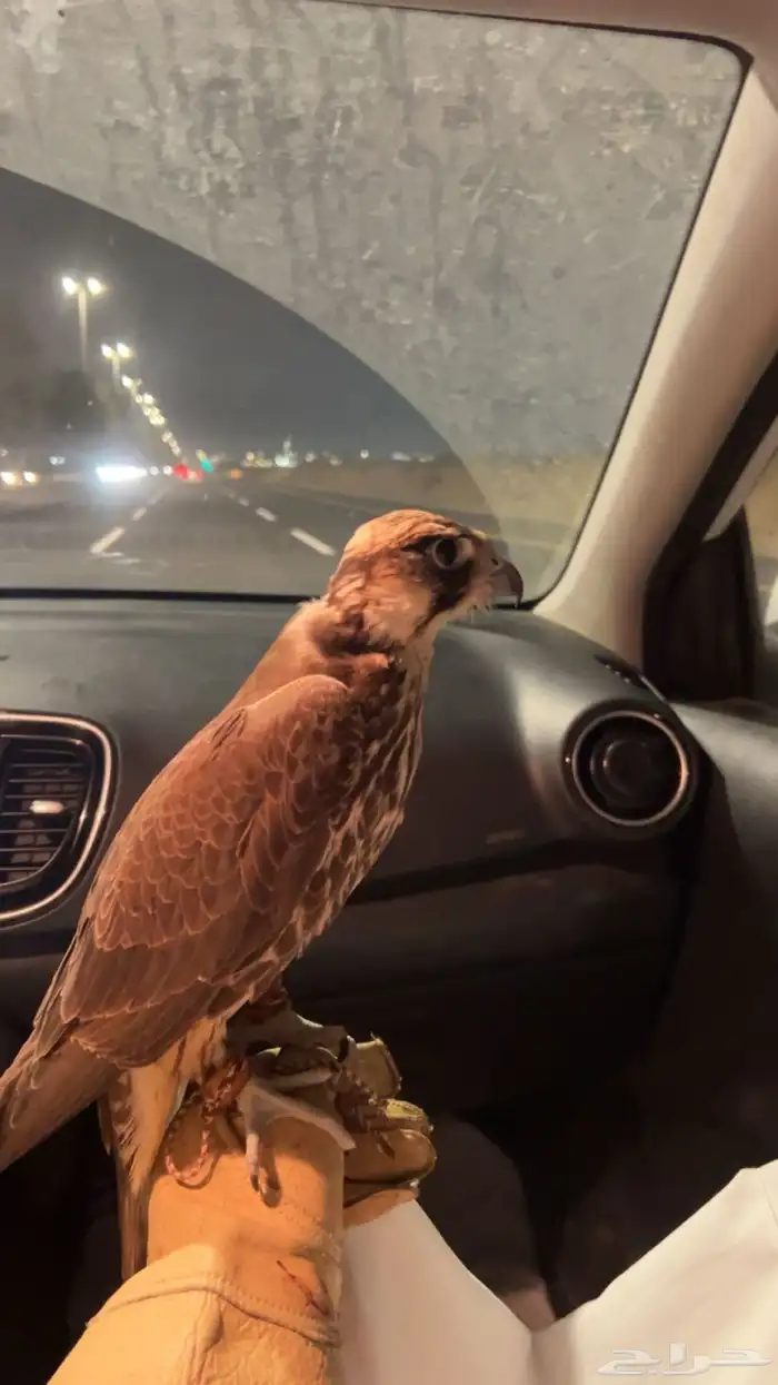 فرخ وكري ماشاءالله تبارك الله 1