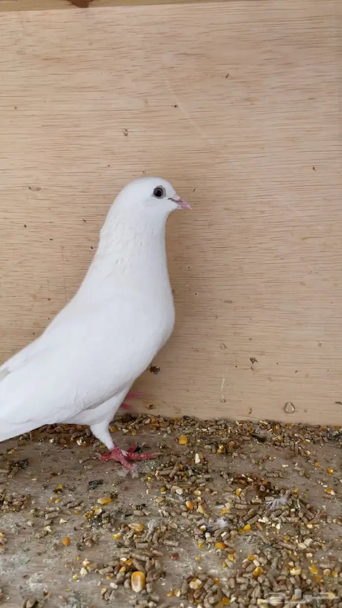 حمام ساندرا باكستاني 1