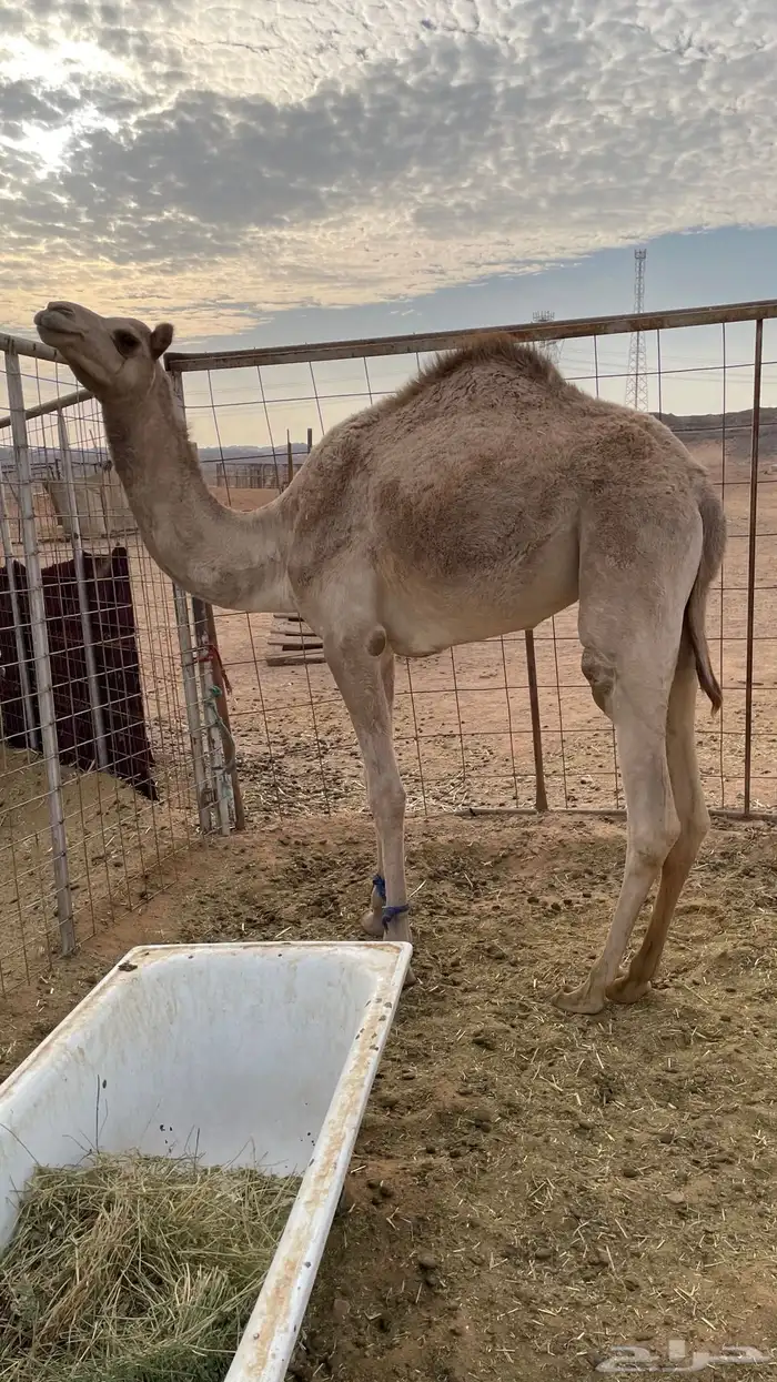 بكره سلاله طيبه بل حيل 1