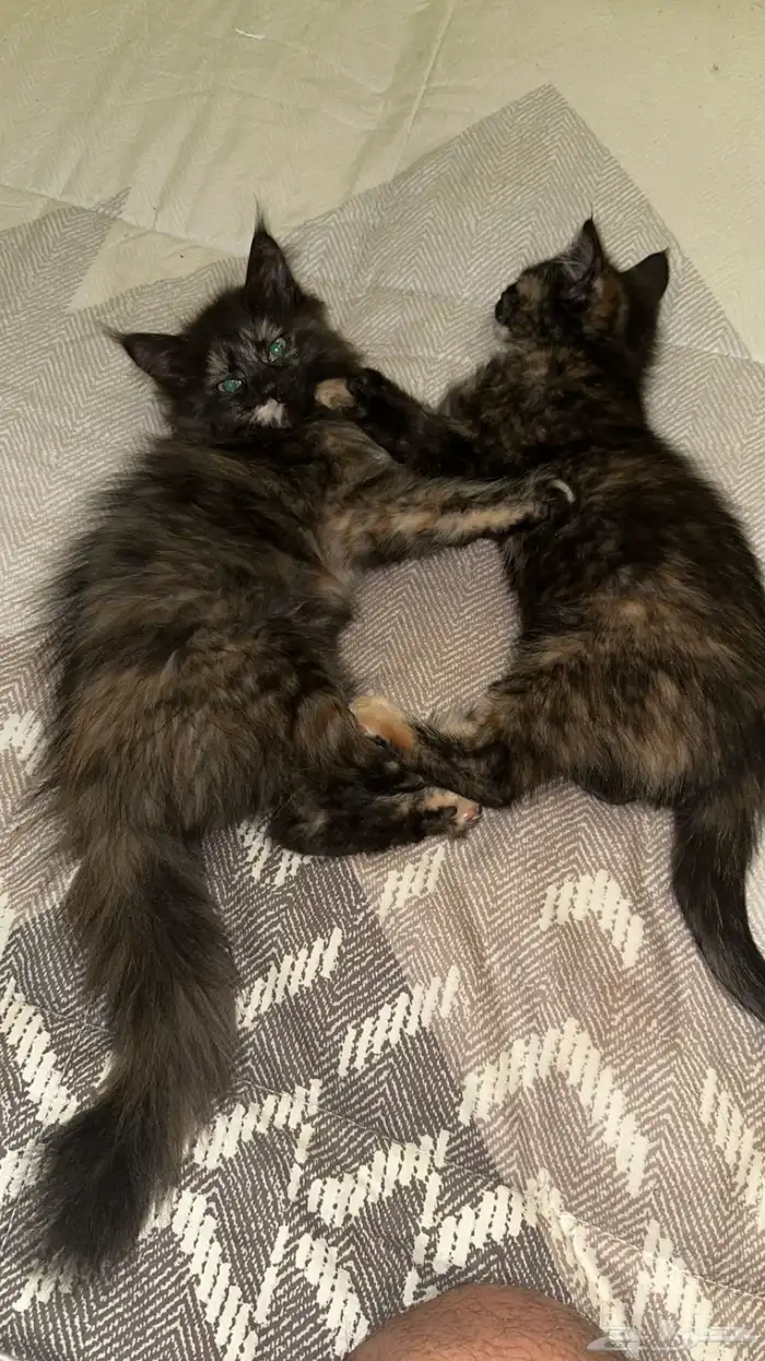 لدي قطط لتبني في الرياض اعمار 4 الى 5 شهور تقريبا  إناث 0
