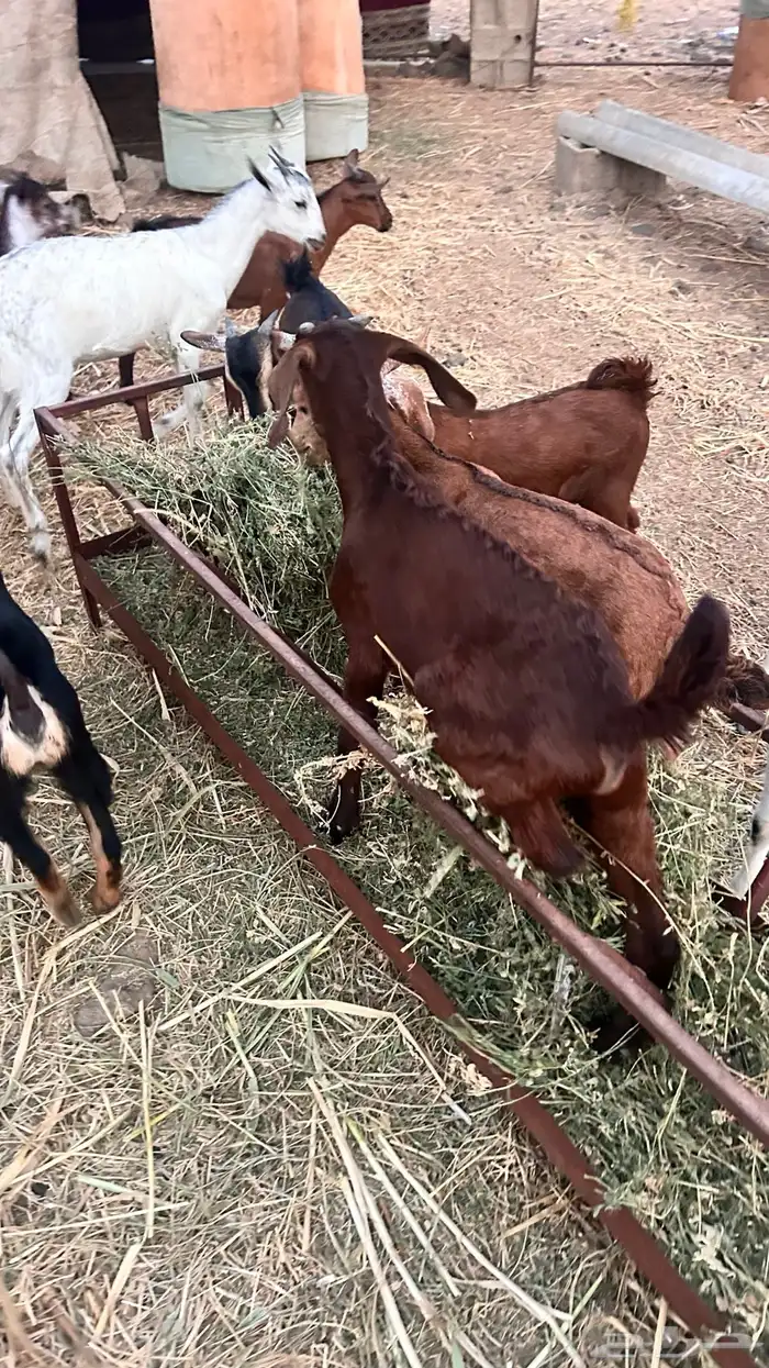 بهم بلدي تربيه 4