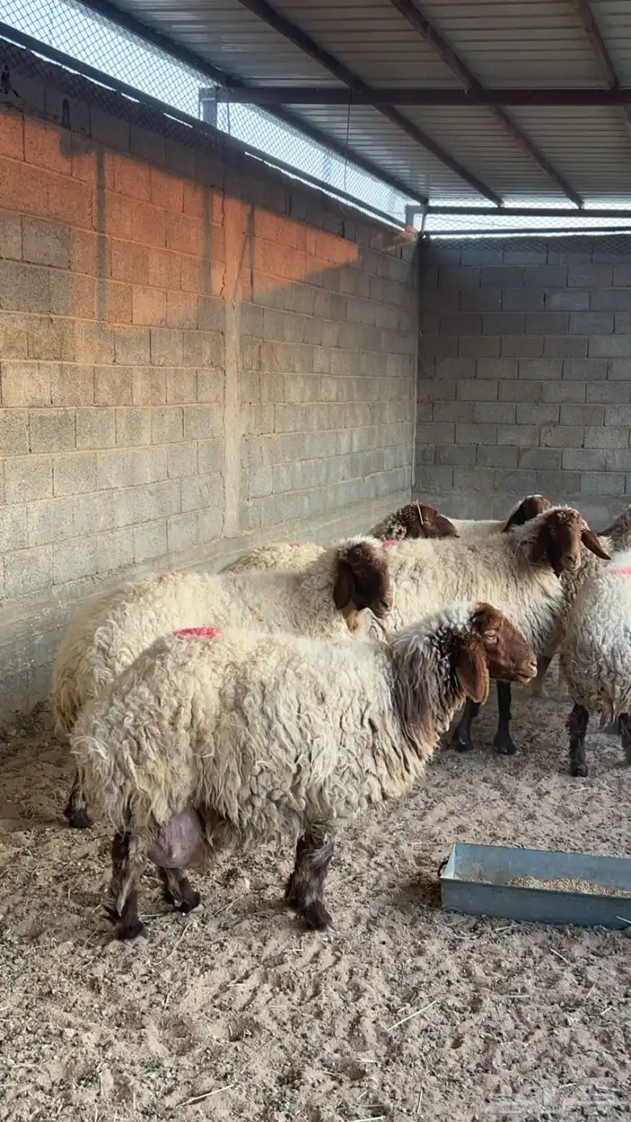 غنم نعيم دفيع واصله على ولاد 1