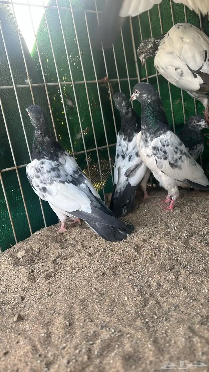 حمام تيدي بيور للبيع 7