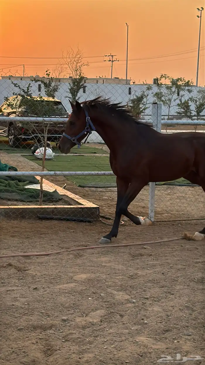 خيل حصان شعبي مشروط معسوف الغولاء 1