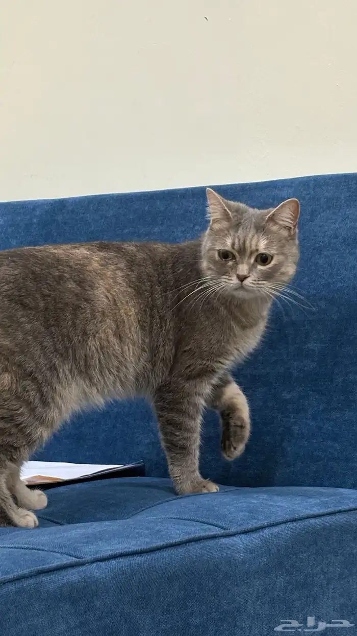 قطه للبيع 1
