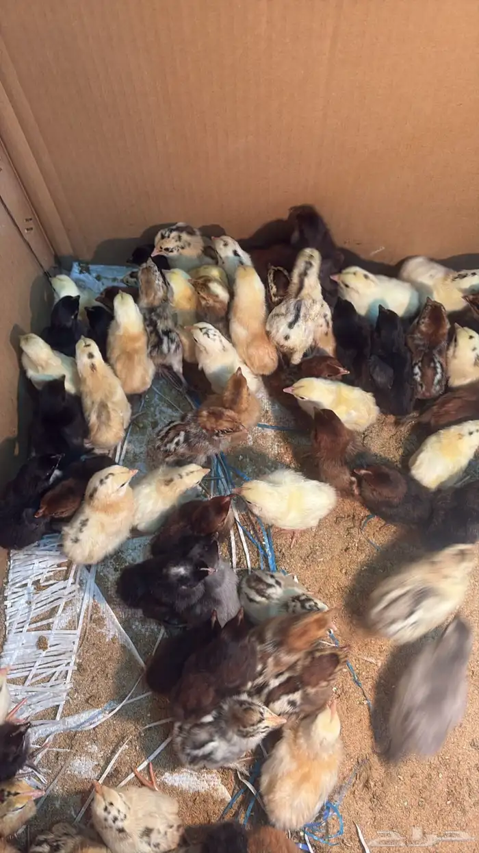 فروخ دجاج بلدي 5